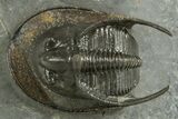 Detailed Scotoharpes Trilobite - Boudib, Morocco #344459-2
